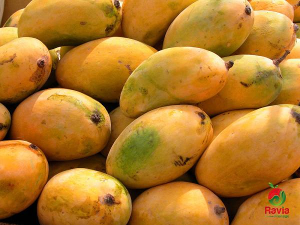 ما هي أكثر الدول العربية انتاجا للمانجو