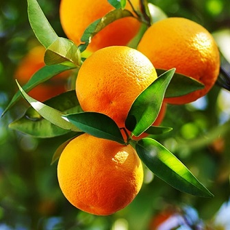 فوائد البرتقال الأحمر للبشرة