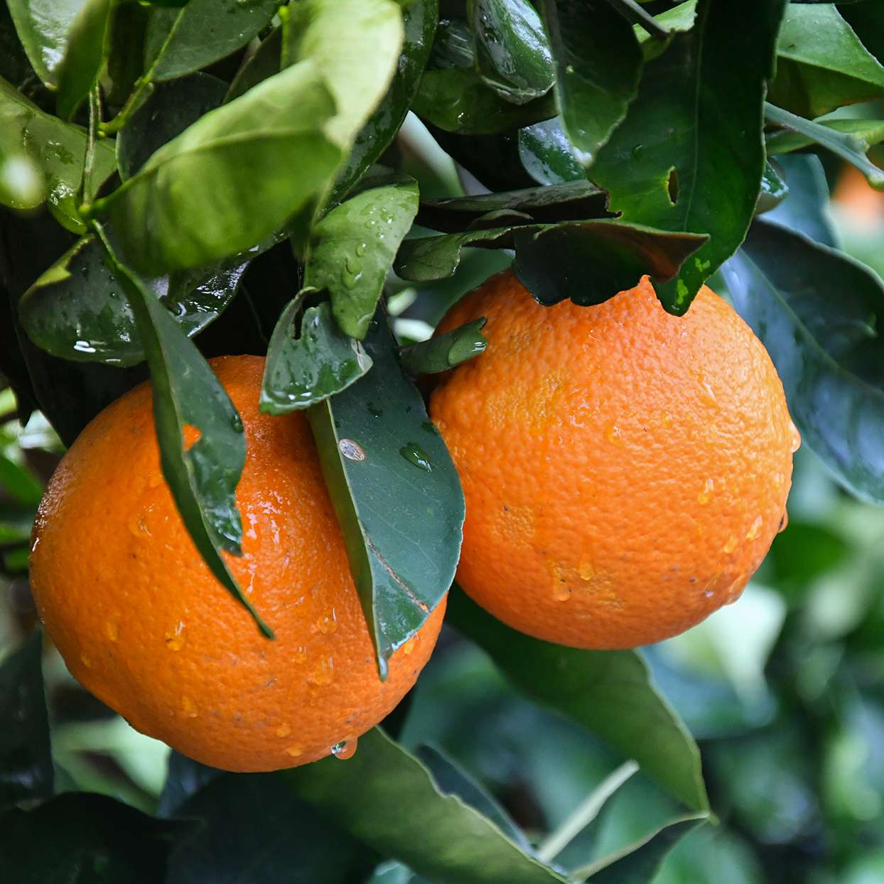 سعر طن البرتقال في مصر 2023
