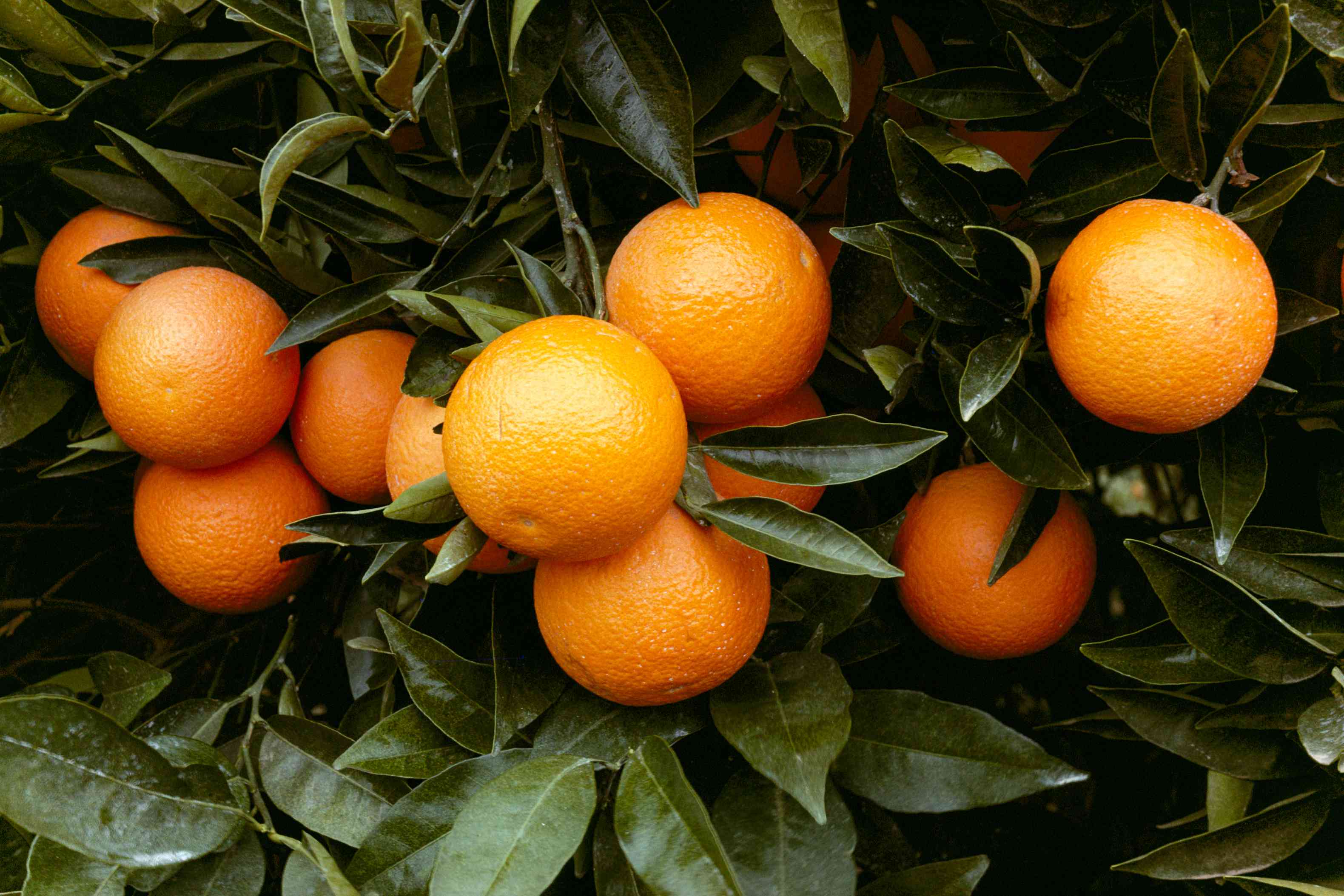 أسعار البرتقال الصيفي في سوق العبور اليوم