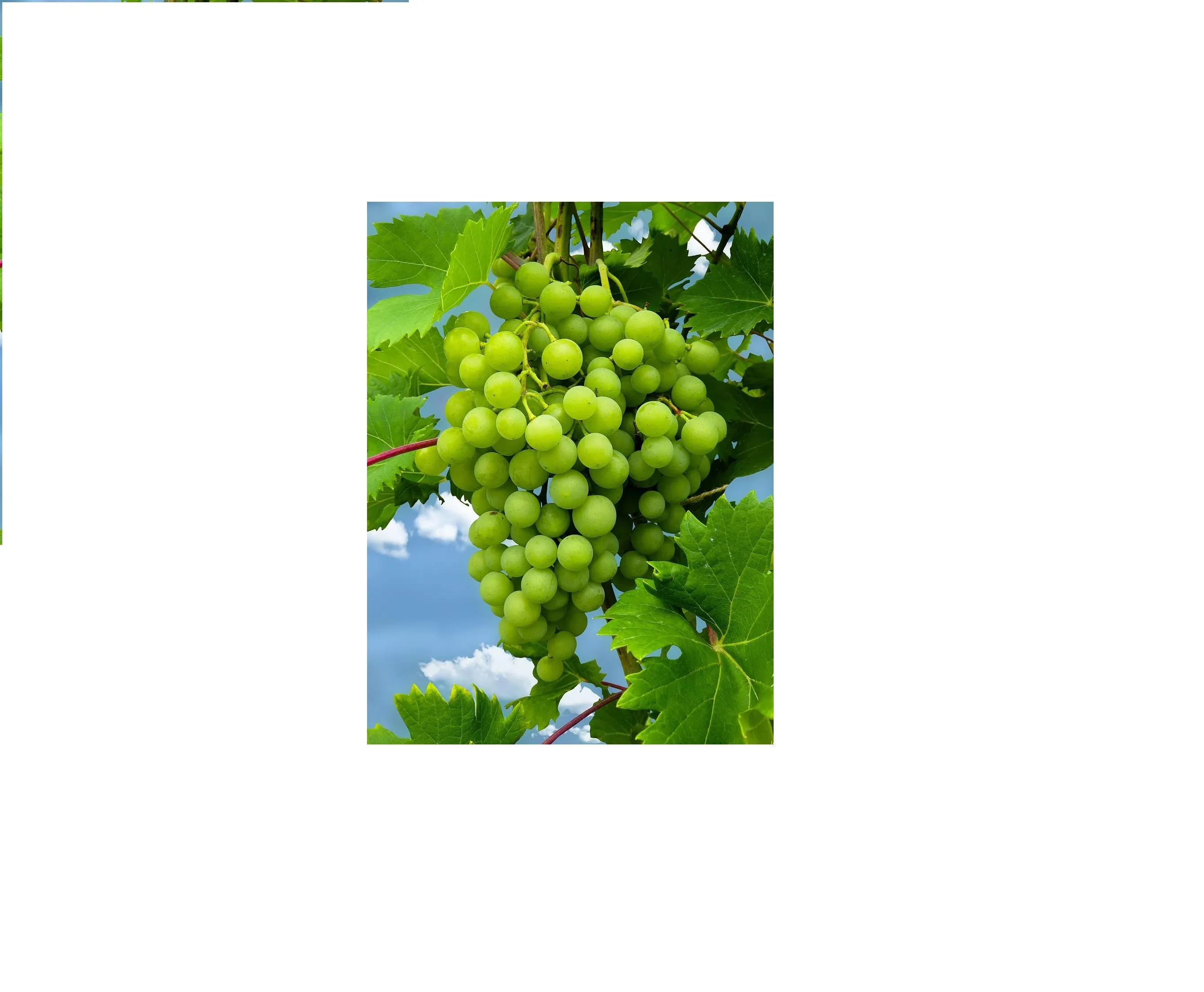 فوائد العنب الأخضر للدايت
