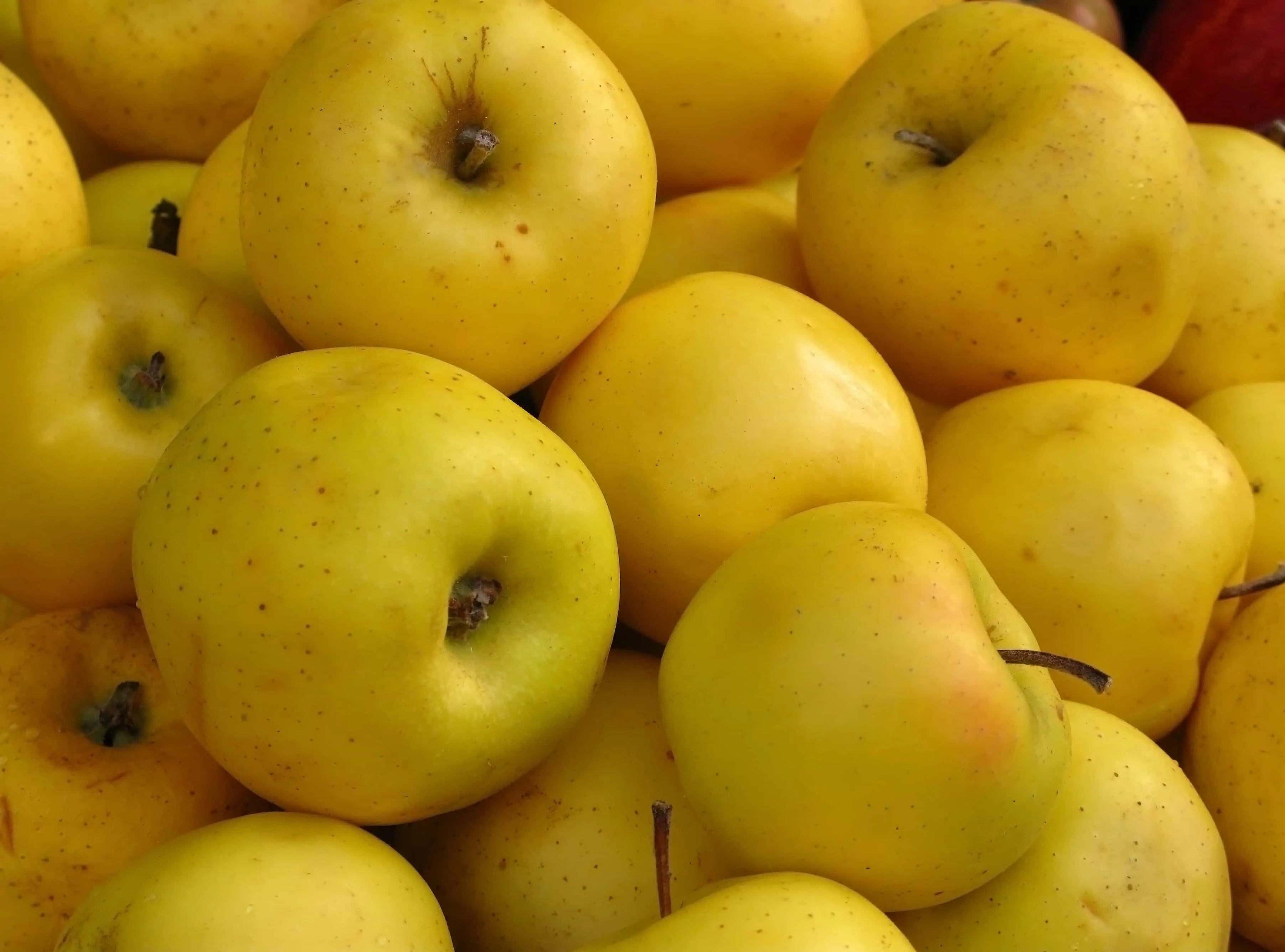 هل التفاح الأصفر يزيد الوزن