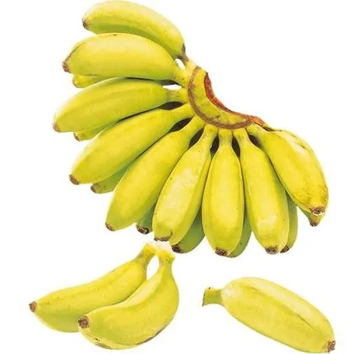شراء أنواع عالية الجودة من الموز الأزرق بسعر رخيص