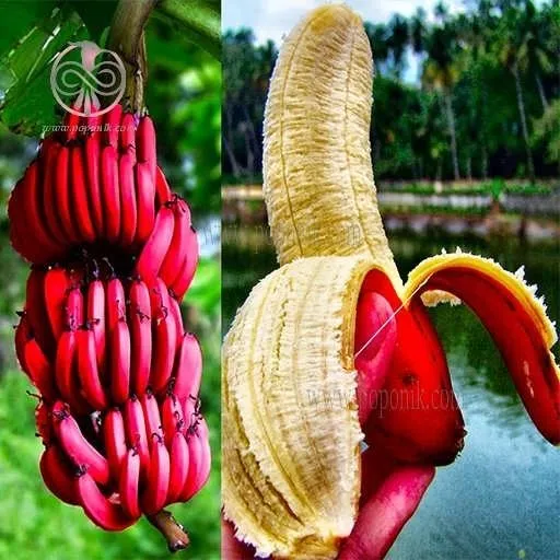 شراء الأنواع الأكثر مبيعًا من الموز البنفسجى بأفضل سعر