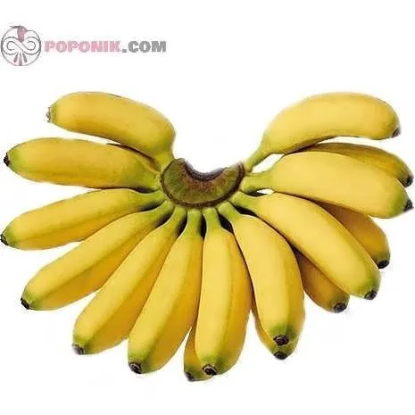 شراء و سعر أفضل أنواع الموز الابيض 