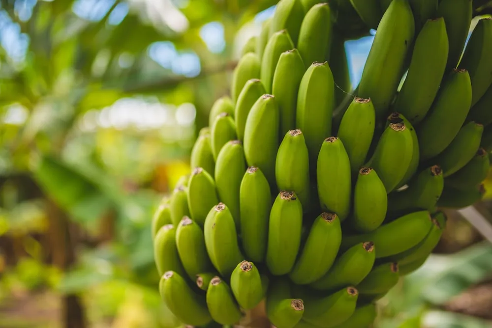 قائمة أسعار الموز الأخضر 2022