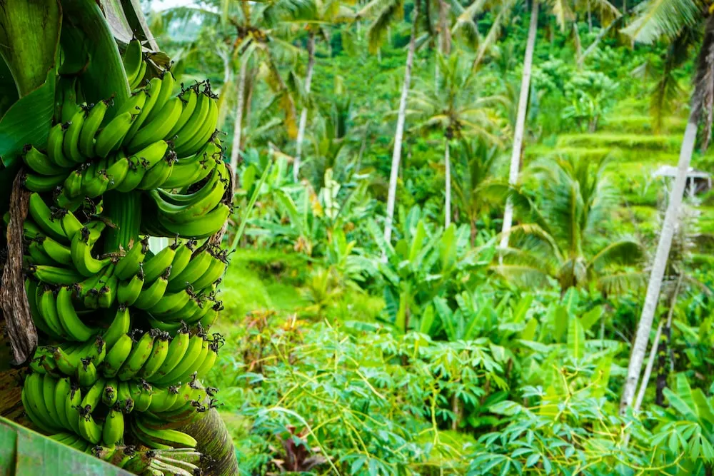 قائمة أسعار الموز الأخضر 2022
