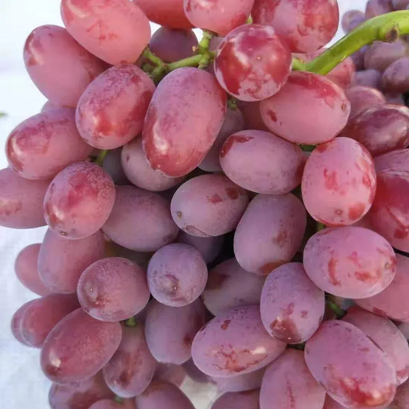 اشترِ العنب في الجزائر بسعر استثنائي