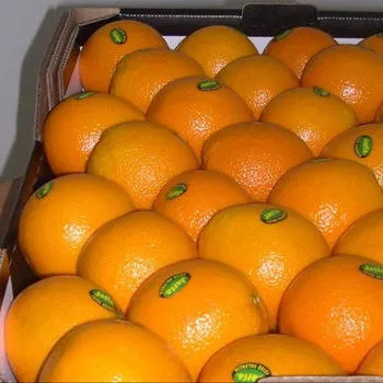 شراء البرتقال في الكويت + افضل سعر 