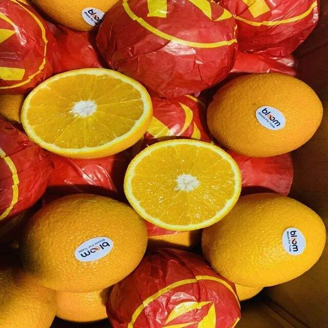سعر البرتقال البلدی الیوم