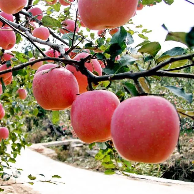 سعر التفاح اللبناني في مصر