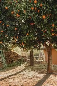 سعر البرتقال الصيفي اليوم