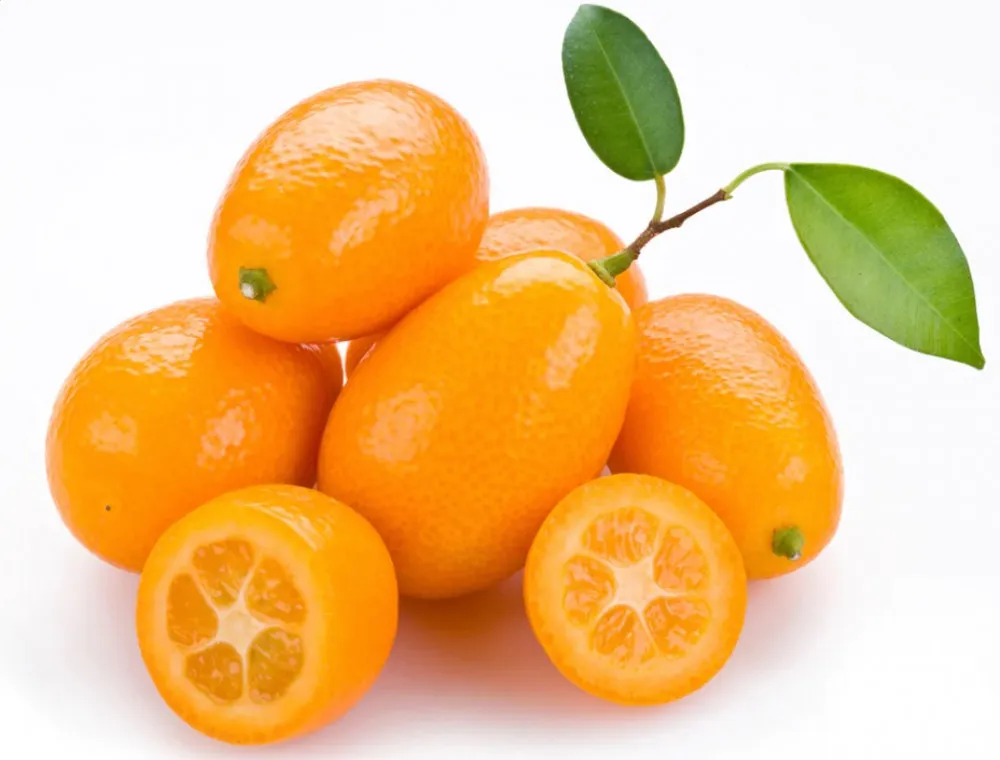سعر البرتقال للتصدير اليوم