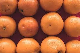 سعر البرتقال اليوم في محطات التصدير