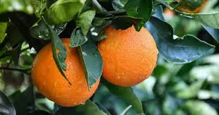 سعر البرتقال في سوق العبور