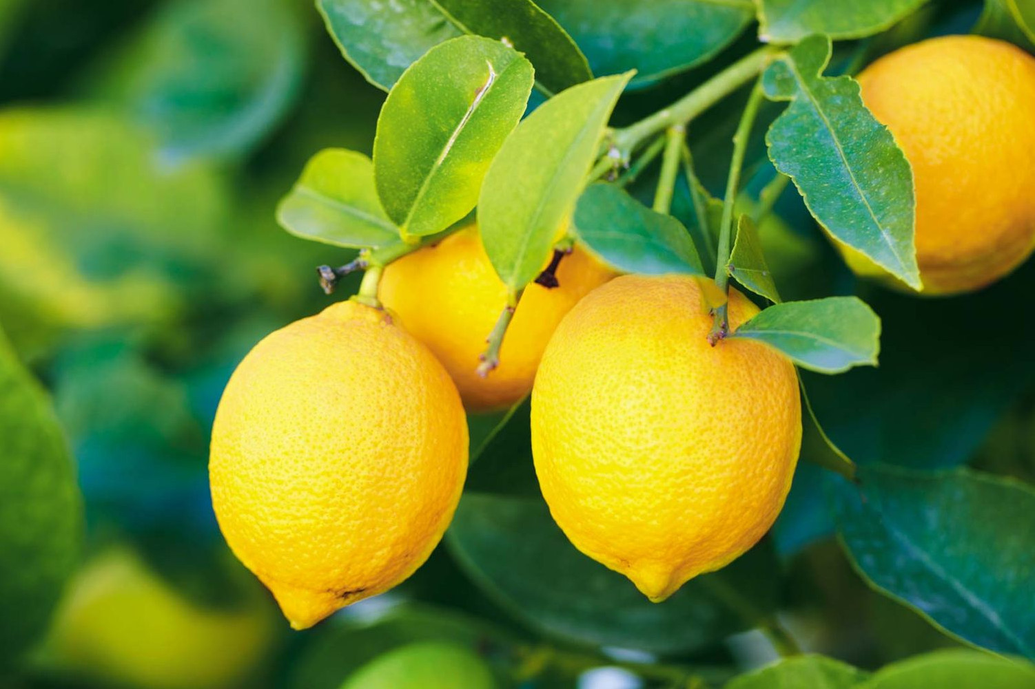أنواع الليمون الحلو