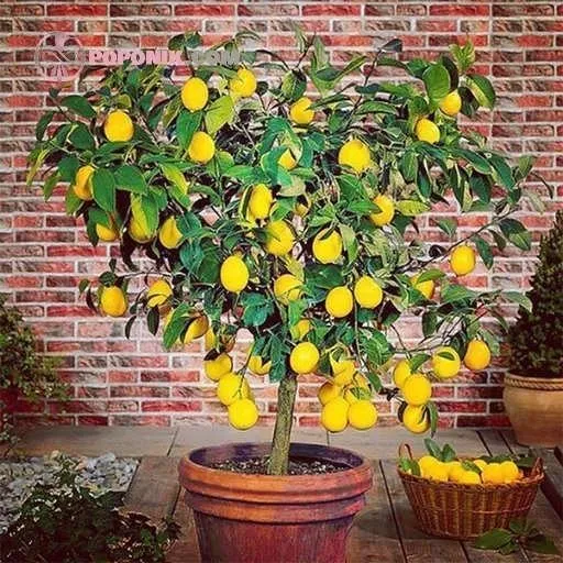 شجرة الليمون الحلو