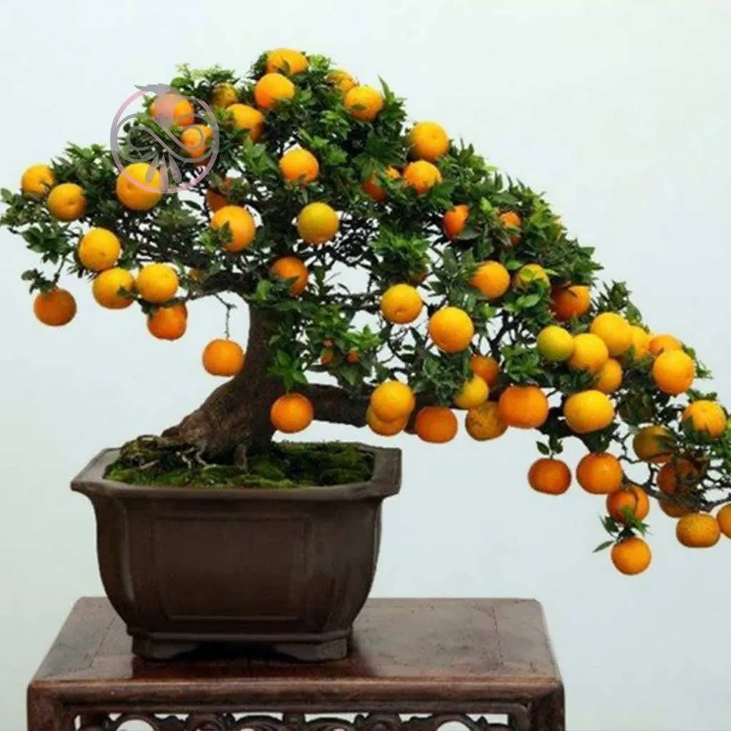 شجرة الليمون الحلو