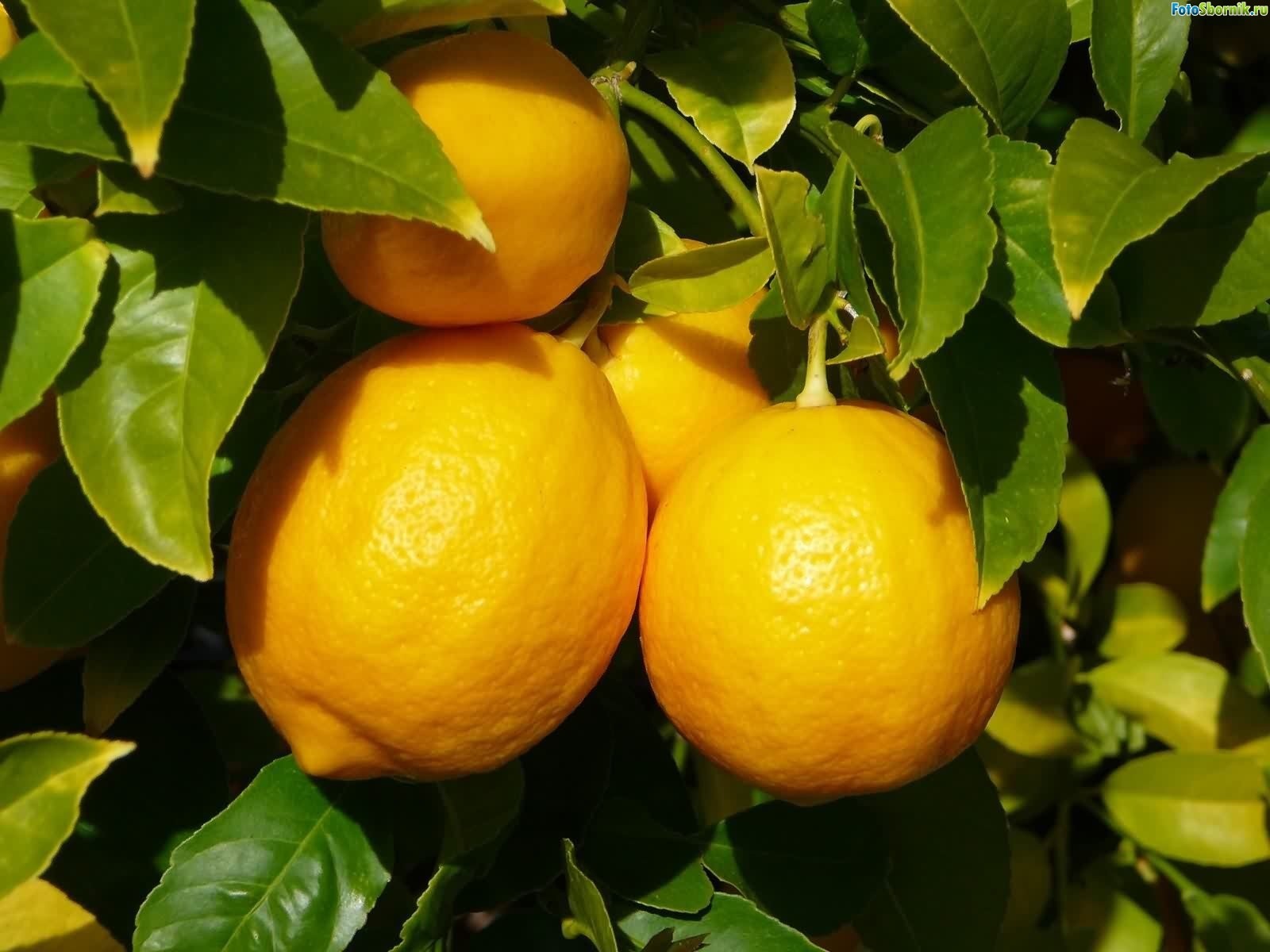 فوائد الليمون الأخضر للجنس