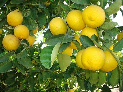 كم وزن حبة الليمون