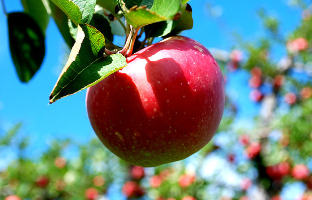 شراء أفضل أنواع شجرة تفاح الورد بسعر رائع