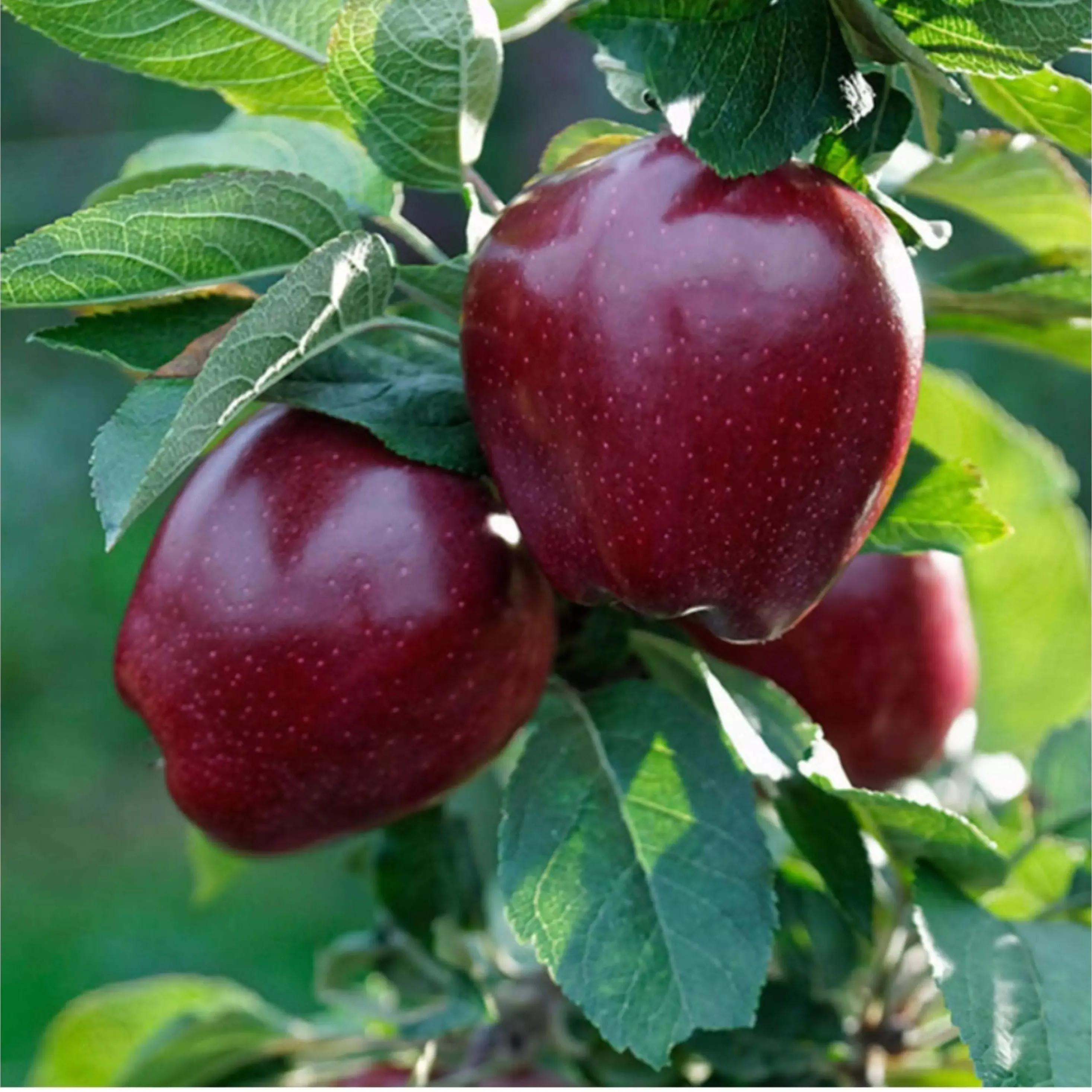 شراء و سعر أفضل أنواع التفاح الأسود 