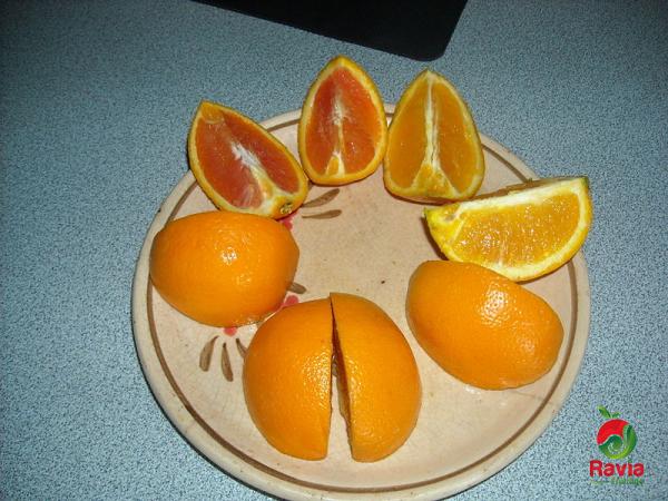 إنتاج البرتقال في العالم