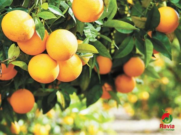 سعر شراء البرتقال المر+ البيع في التجارة والتصدير