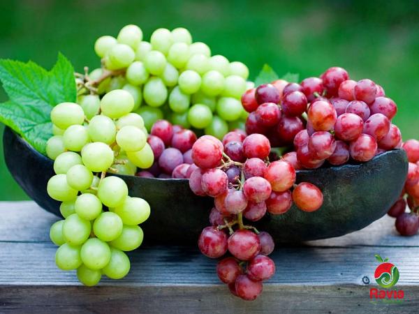 العنب في السعودية؛ ترخي الأوعية الدموية مضادات الأكسدة الصيف الخريف