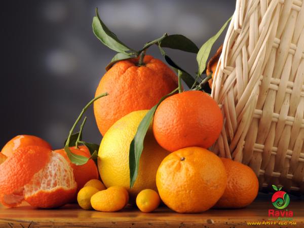 مواصفات جودة البرتقال الاصفر في باب التجارة الدولية للتصدیر