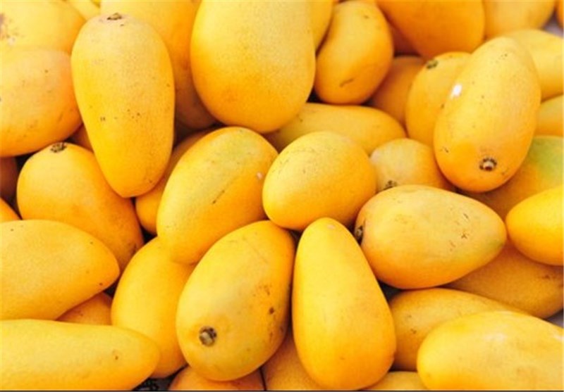 بحث عن فاكهة المانجو